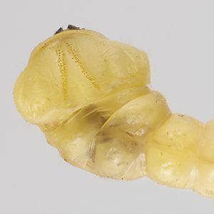 Melobasis propinqua verna, PL3855, larva, from Pultenaea involucrata (PJL 3142) stem, dorsal, SL, 19.7 × 4.0 mm